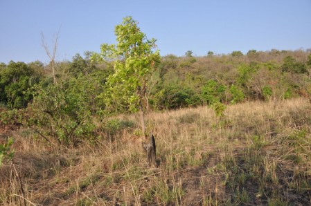 Plantation des arbres